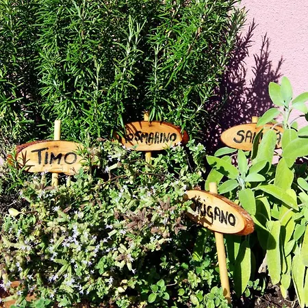 Lo Zione アルコラ